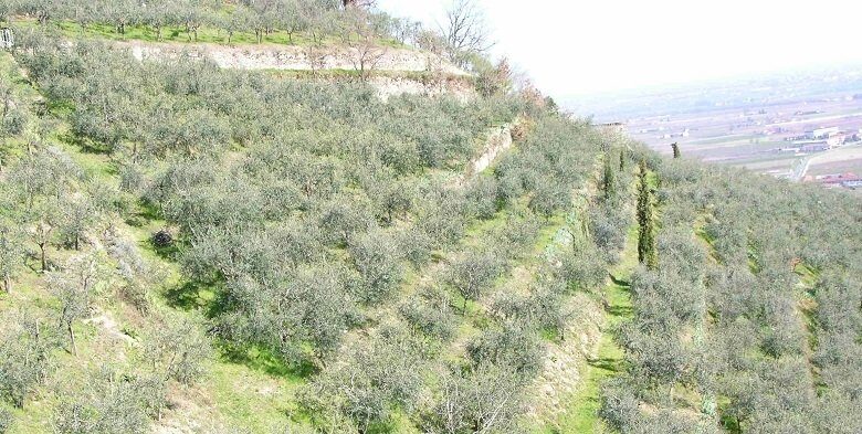 L’olivagione 2017 in Piemonte
