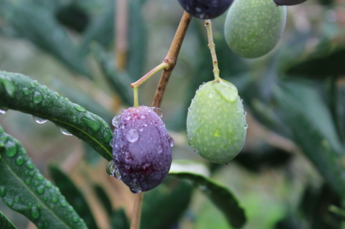 Il DNA dell’oliva Taggiasca