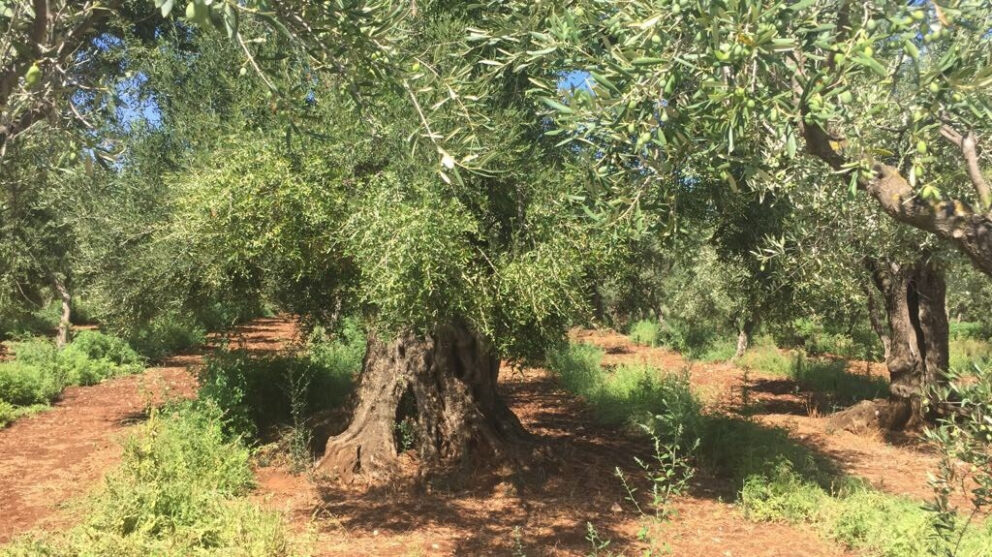 Strategie per l’olivicoltura
