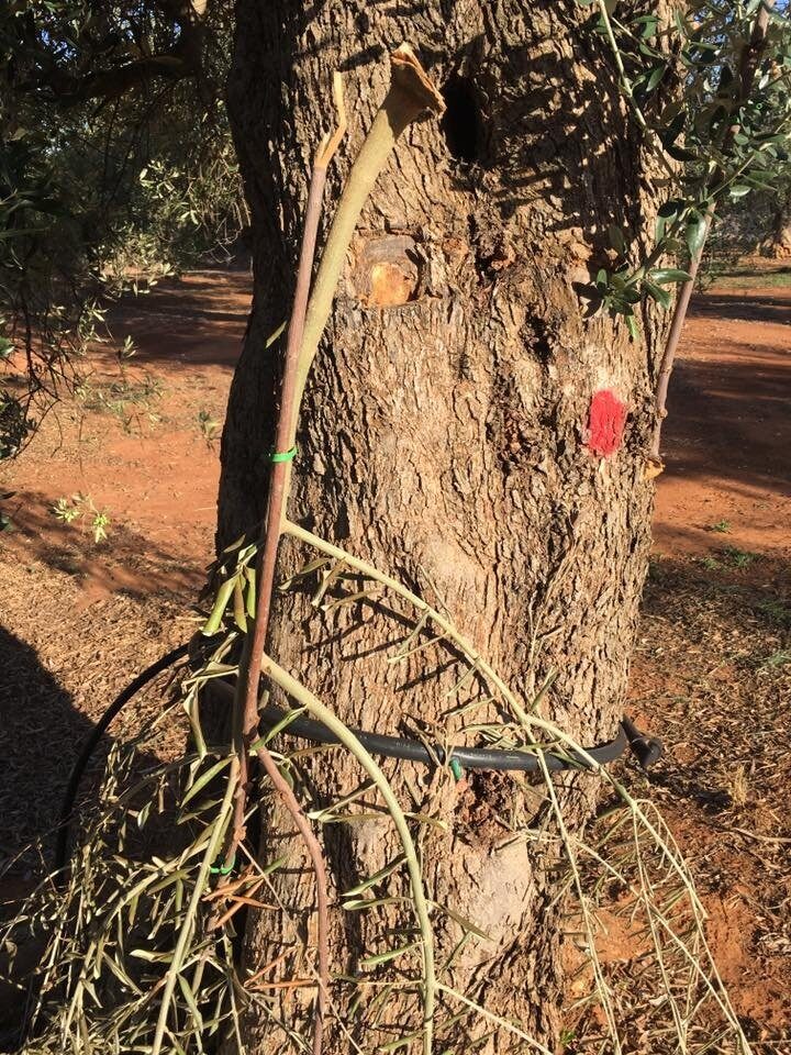 Xylella, atto vandalico: distrutti gli innesti negli oliveti sperimentali del Salento