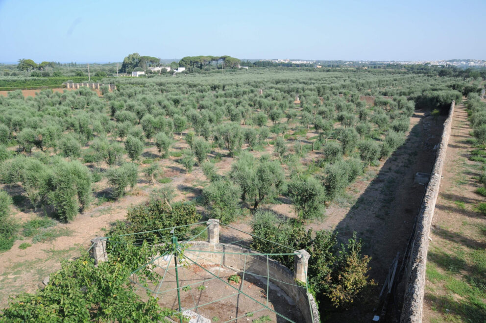 Breve storia dell’olivicoltura