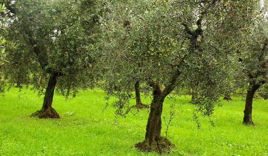 Premio Giorgio Bargioni 2017, il riconoscimento ai migliori potatori di olivi