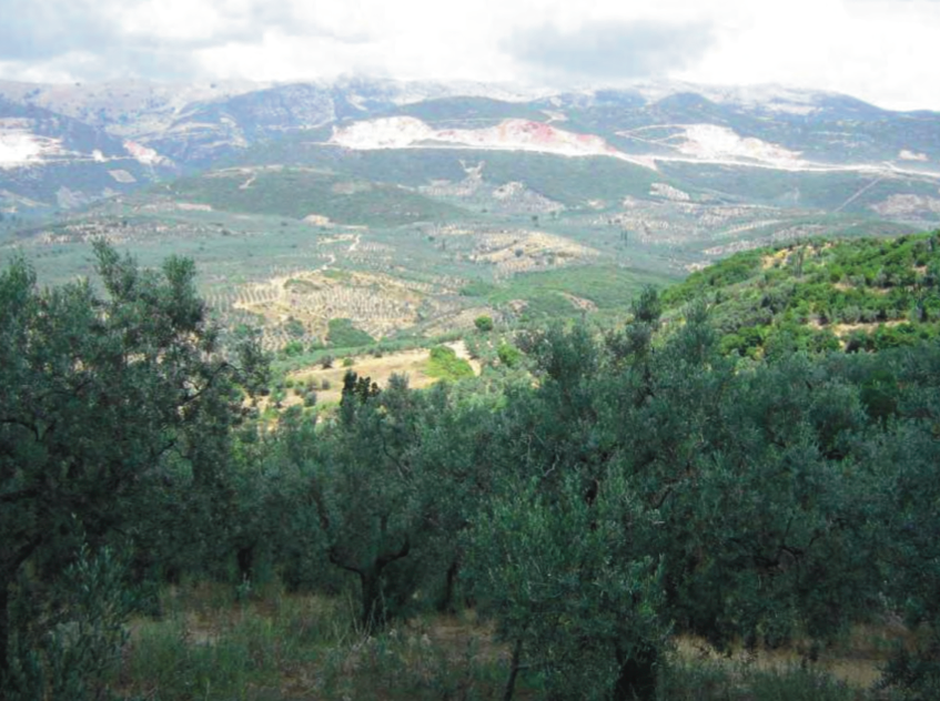 L’olivicoltura in Turchia