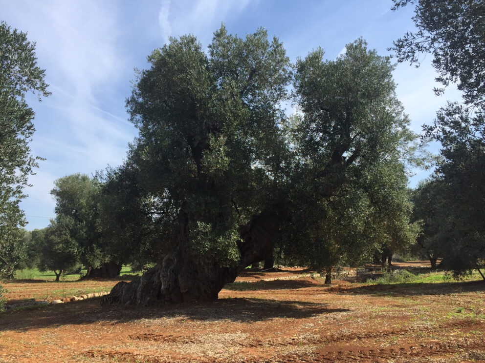 L’olivicoltura bio c’è