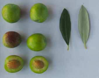 Le nuove olive da tavola