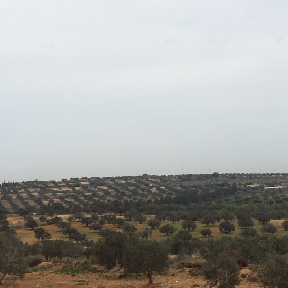 Ecco l’olivicoltura tunisina