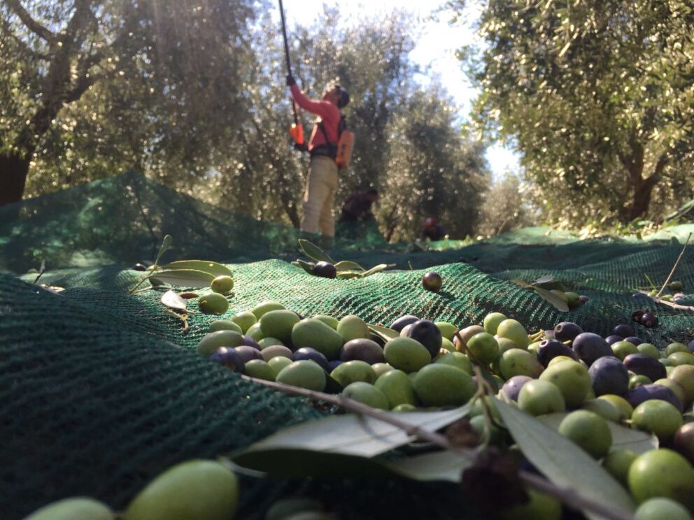 Le olive prima della frangitura