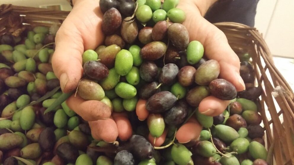 Quel che avviene nelle olive