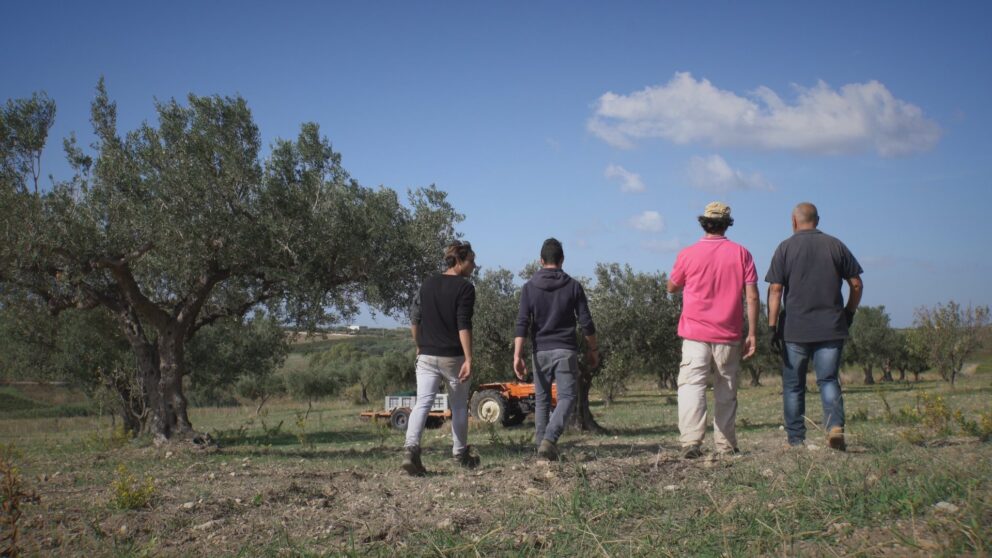 Novolio, a Menfi una due giorni per celebrare l’olio extra vergine di oliva Dop Val di Mazara