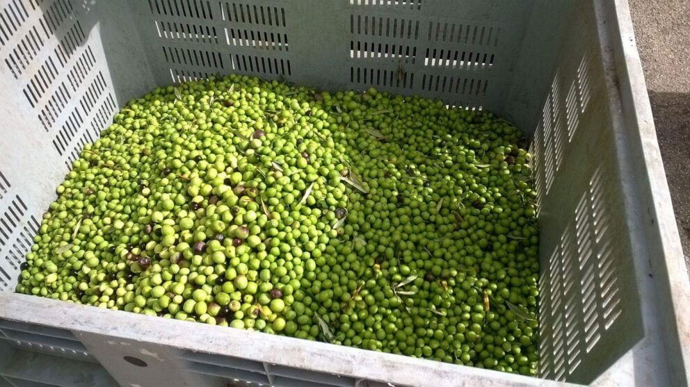 Le olive raccolte a Sciacca