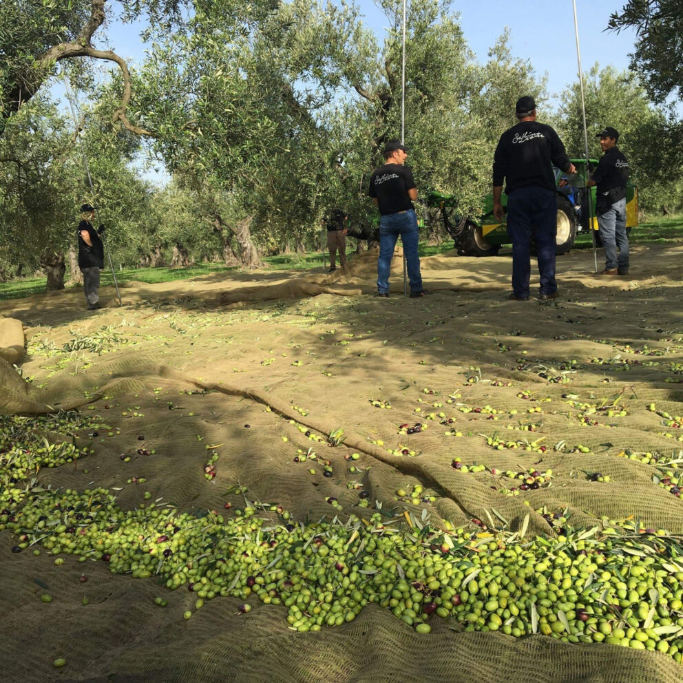 La raccolta nell’alta Puglia