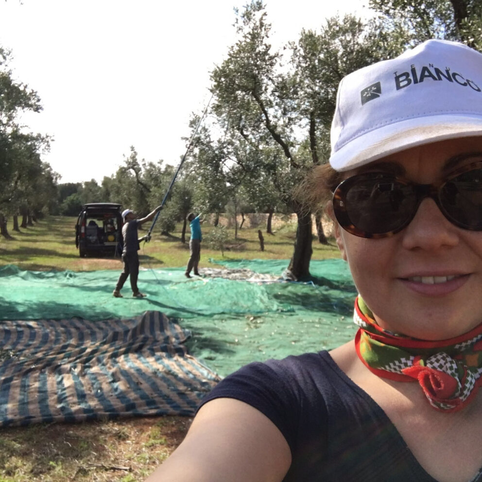 Le olive raccolte in Salento