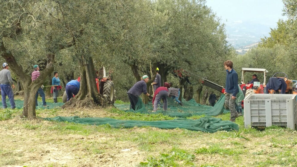 Le olive dei Santi