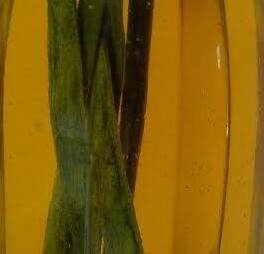 Olio alla cipolla egiziana ligure