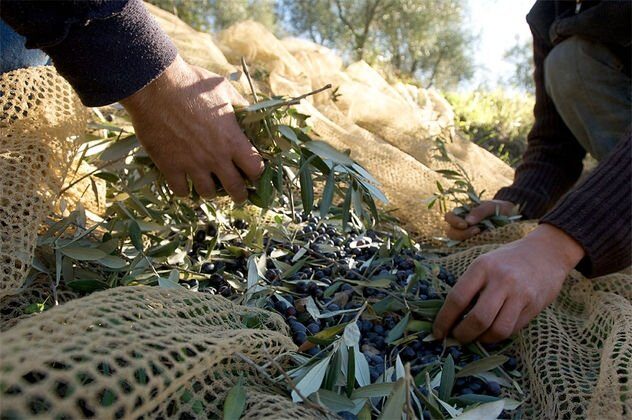 Raccolta olive in economia