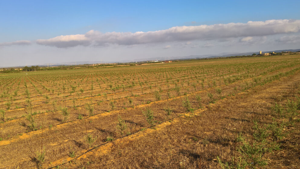 Olivicoltura intensiva in Sardegna