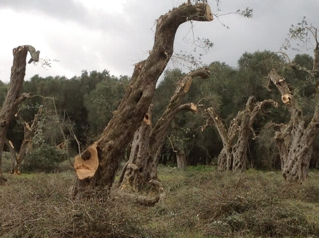 La morìa degli olivi in Puglia