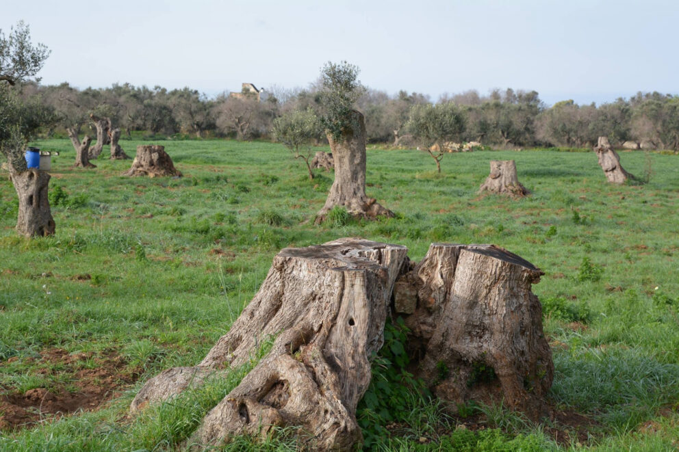 La Xylella fastidiosa e gli olivi in Puglia, pubblicata la nuova decisione Ue