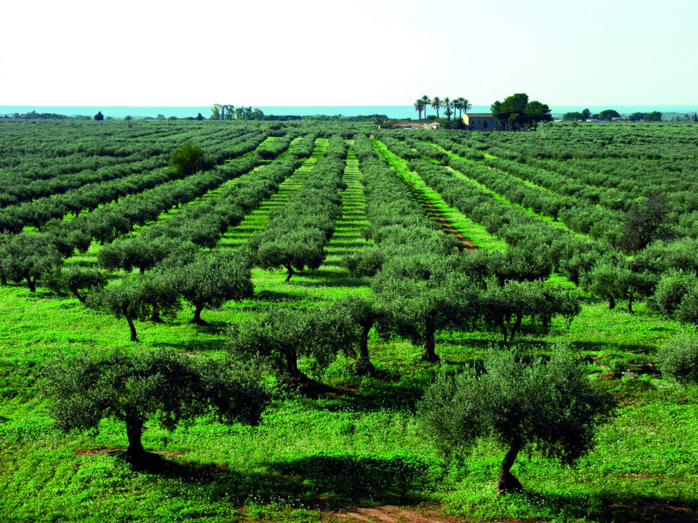 Sicilia olearia vincente con l’Igp