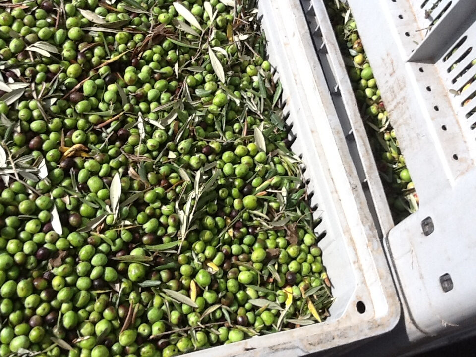 Assitol e Federolio: produzione olio da olive mondiale in crescita, atteso un +22%