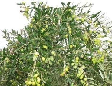 Valenzano, al via la X Giornata dimostrativa di raccolta in continuo  delle olive