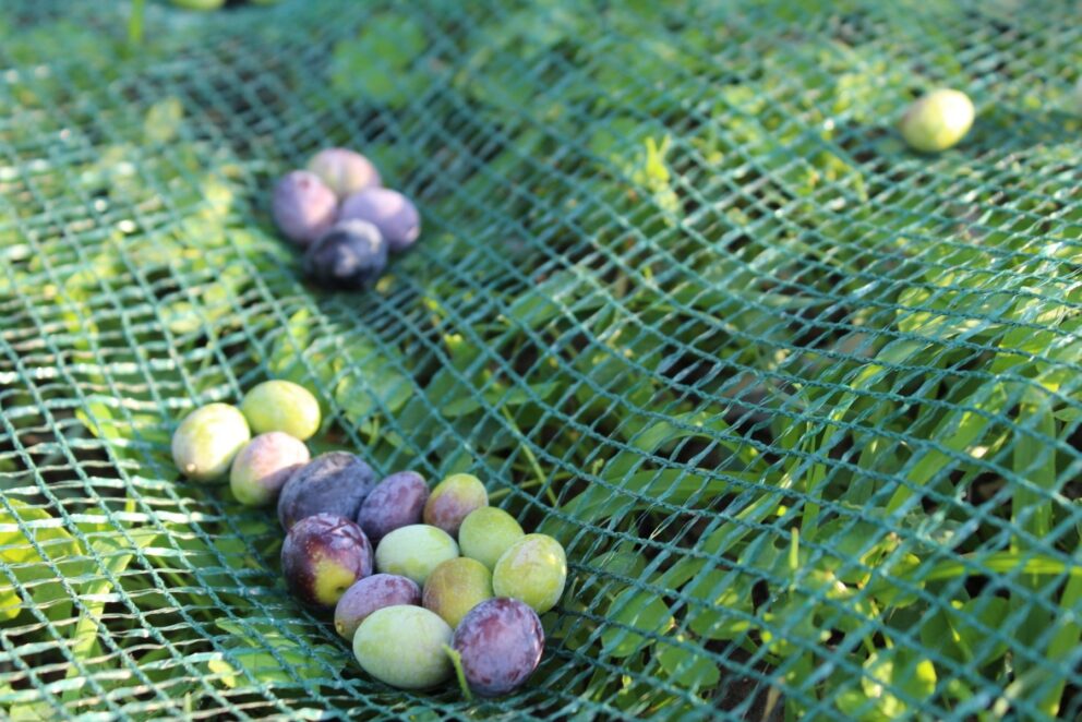 L’olivagione 2015 è iniziata anche per i territori della Dop Riviera Ligure: “Non si parla, si lavora”