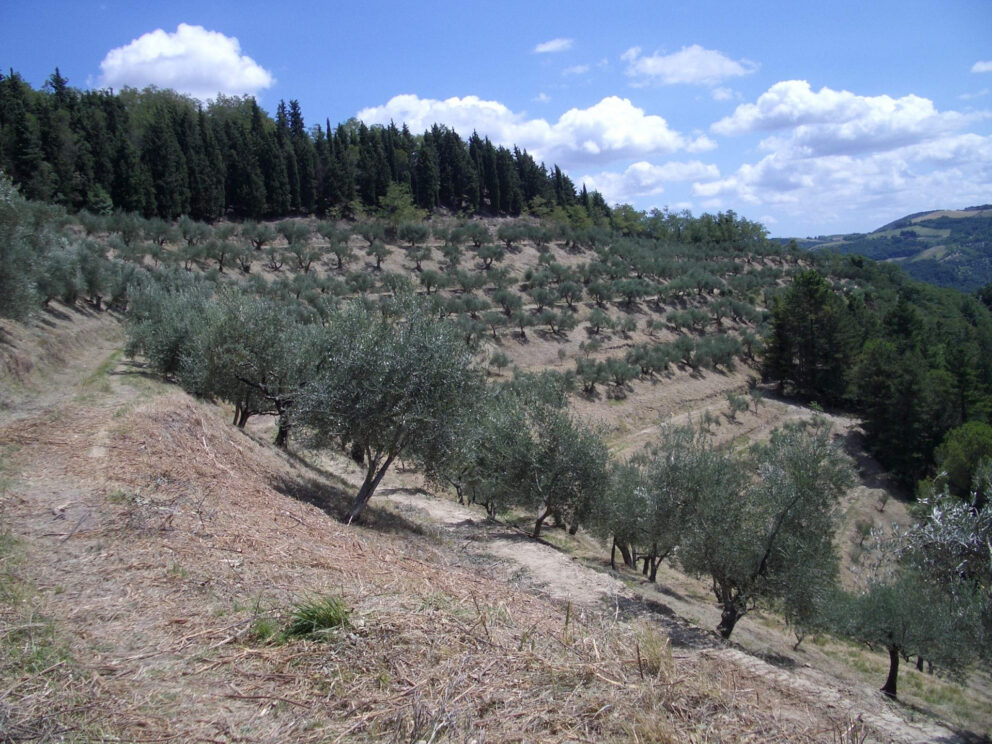 Olivagione 2015 in Emilia Romagna