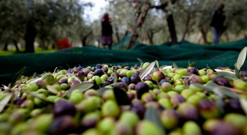 Costi di produzione dell’olio