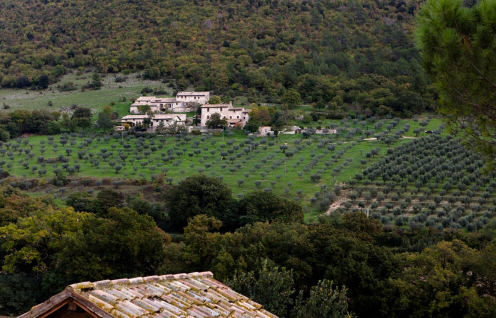 Fotografia dell’olio Dop Umbria