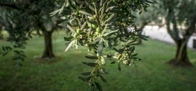L’olivo nel Nord-Est Italia