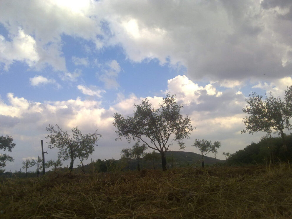 Aiuti diretti agli agricoltori