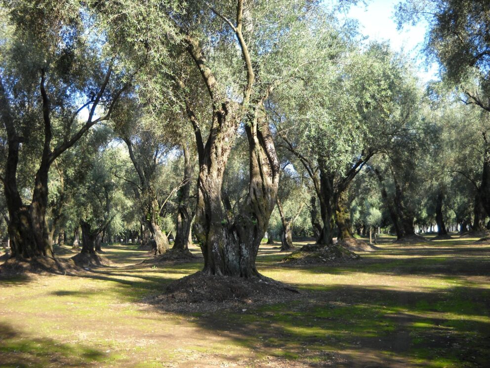 Olio di sansa, i sansifici in appoggio di Agrinsieme Calabria