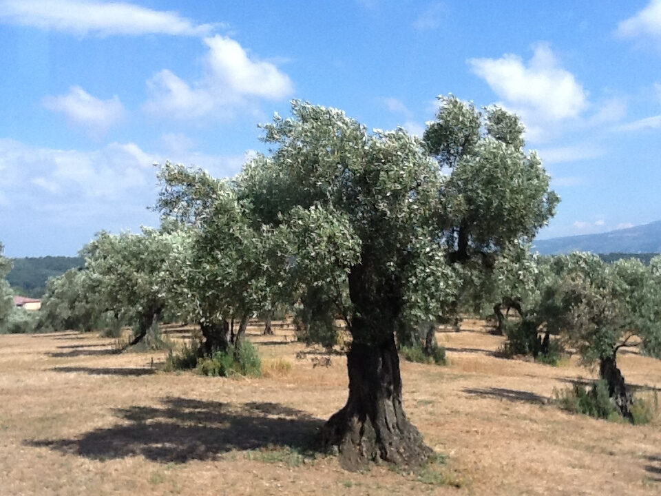 Calabria olearia felix
