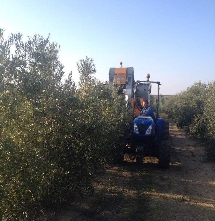 L’olivicoltura che non ti aspetti