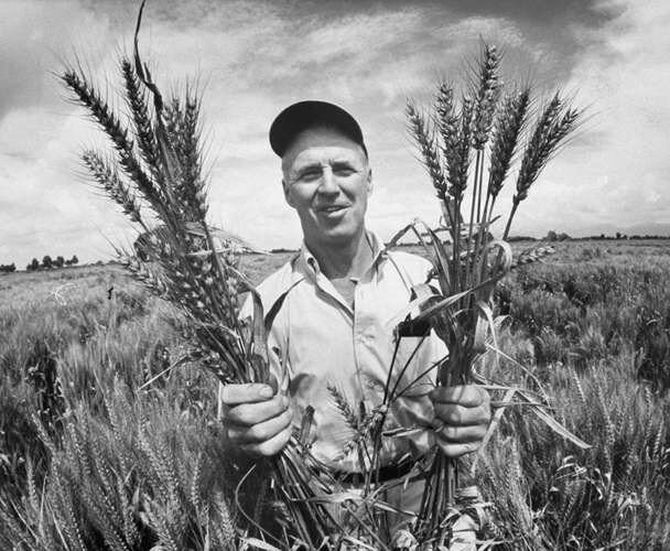 Norman Borlaug e Nazareno Strampelli, due rivoluzionari verdi