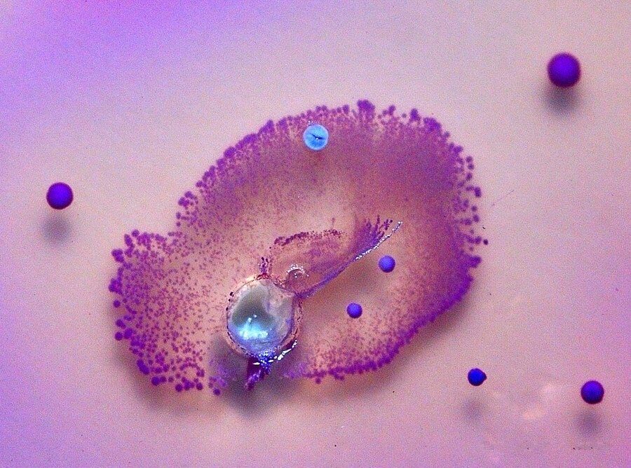 L’arte invisibile dei batteri