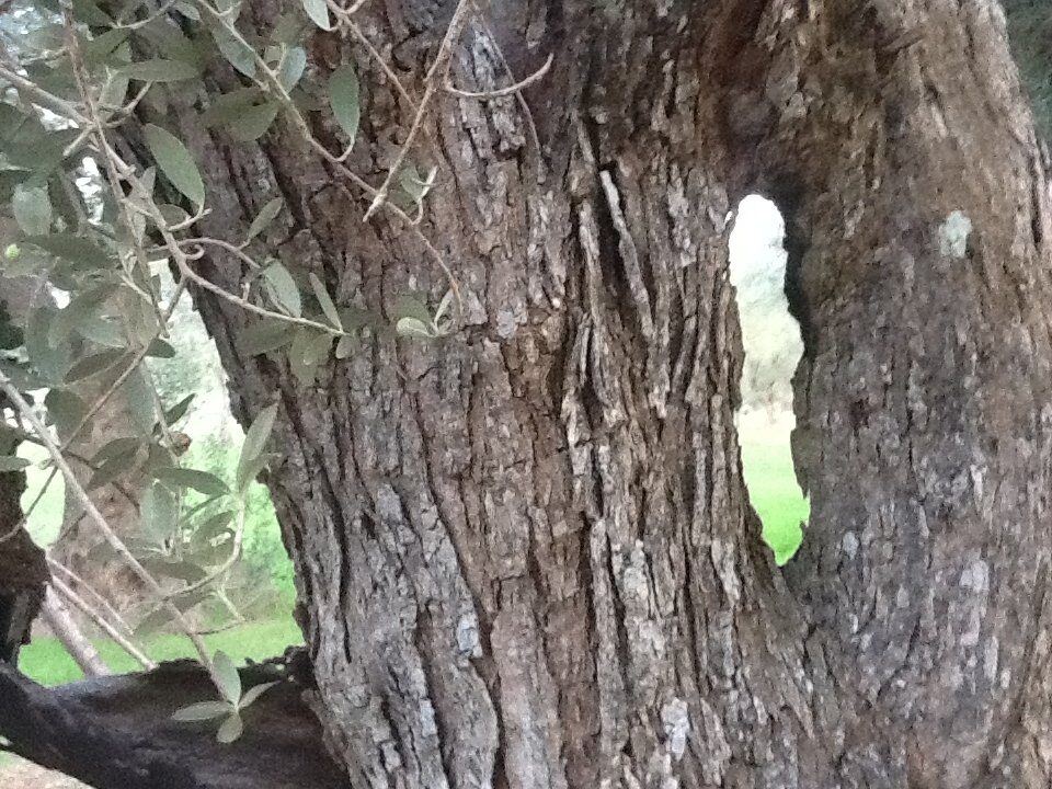 L’olivagione in Grecia