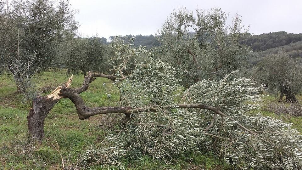 Il dolore muto degli olivi