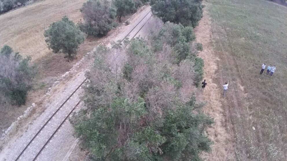 Olivi malati visti dal drone
