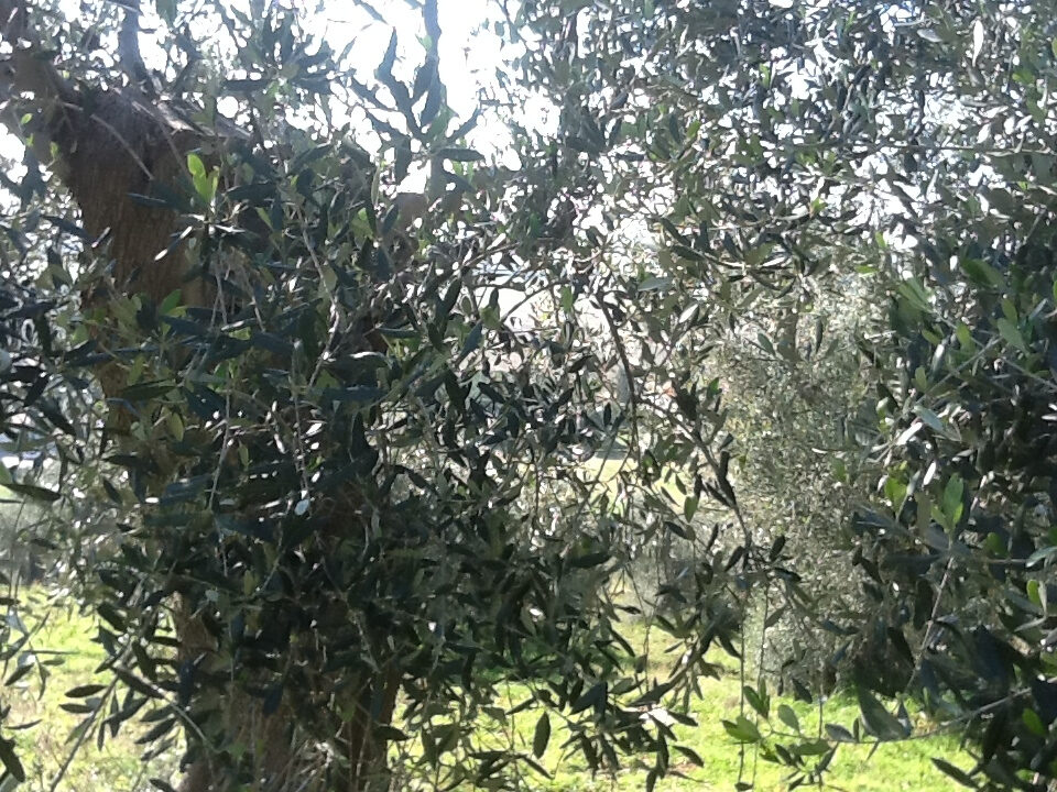La sostenibilità dell’olivo