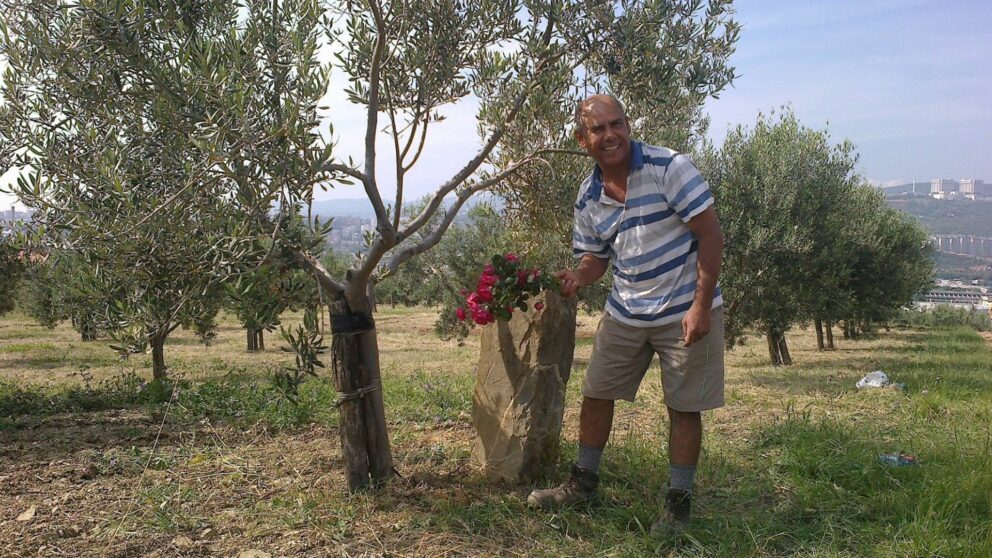 Il compleanno degli olivi