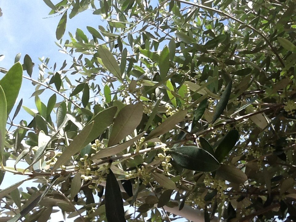 L’olivo della speranza