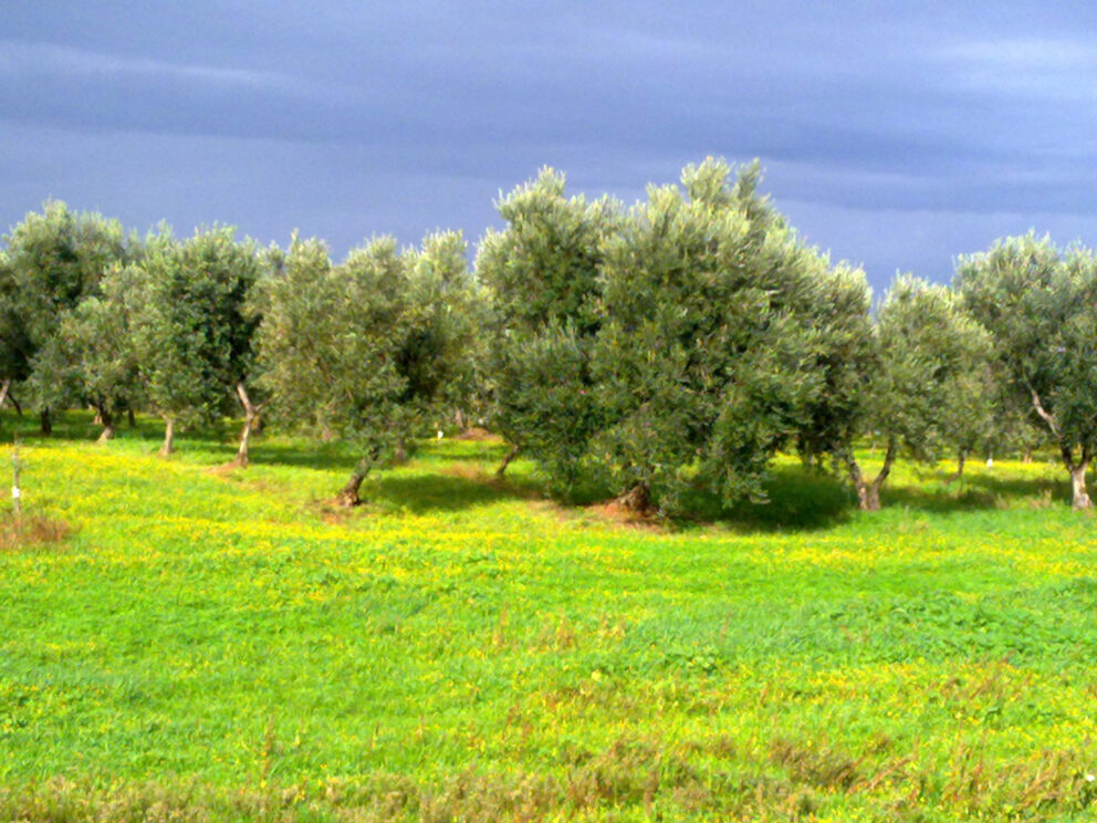 Il corso di olivicoltura a Bari