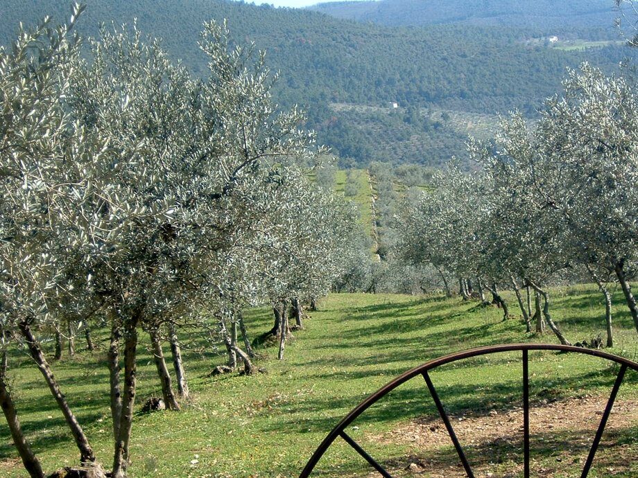 L’olio solidale, a favore di Telethon