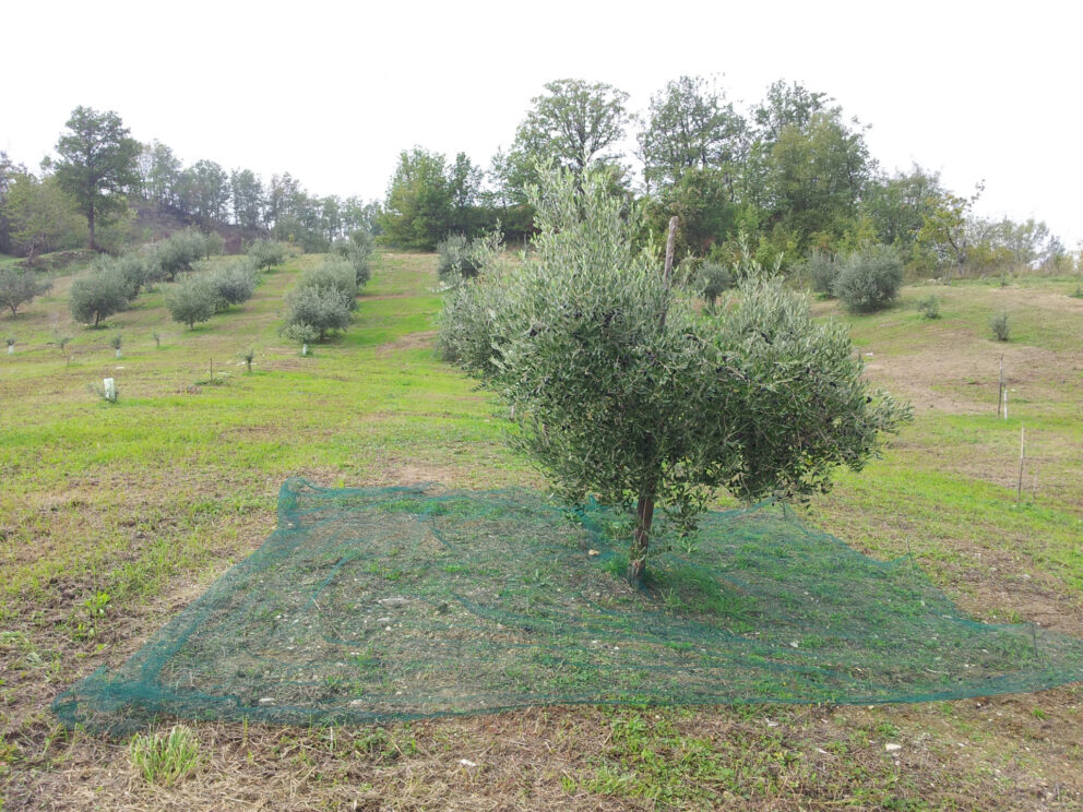 Esiste una olivicoltura anche tra Piacenza e Parma