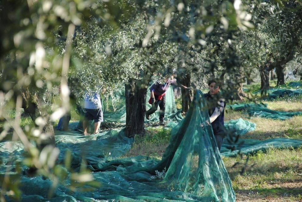 Io assaggio e odoro le olive