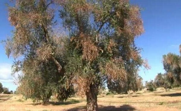 Moria degli ulivi, l’appello corale