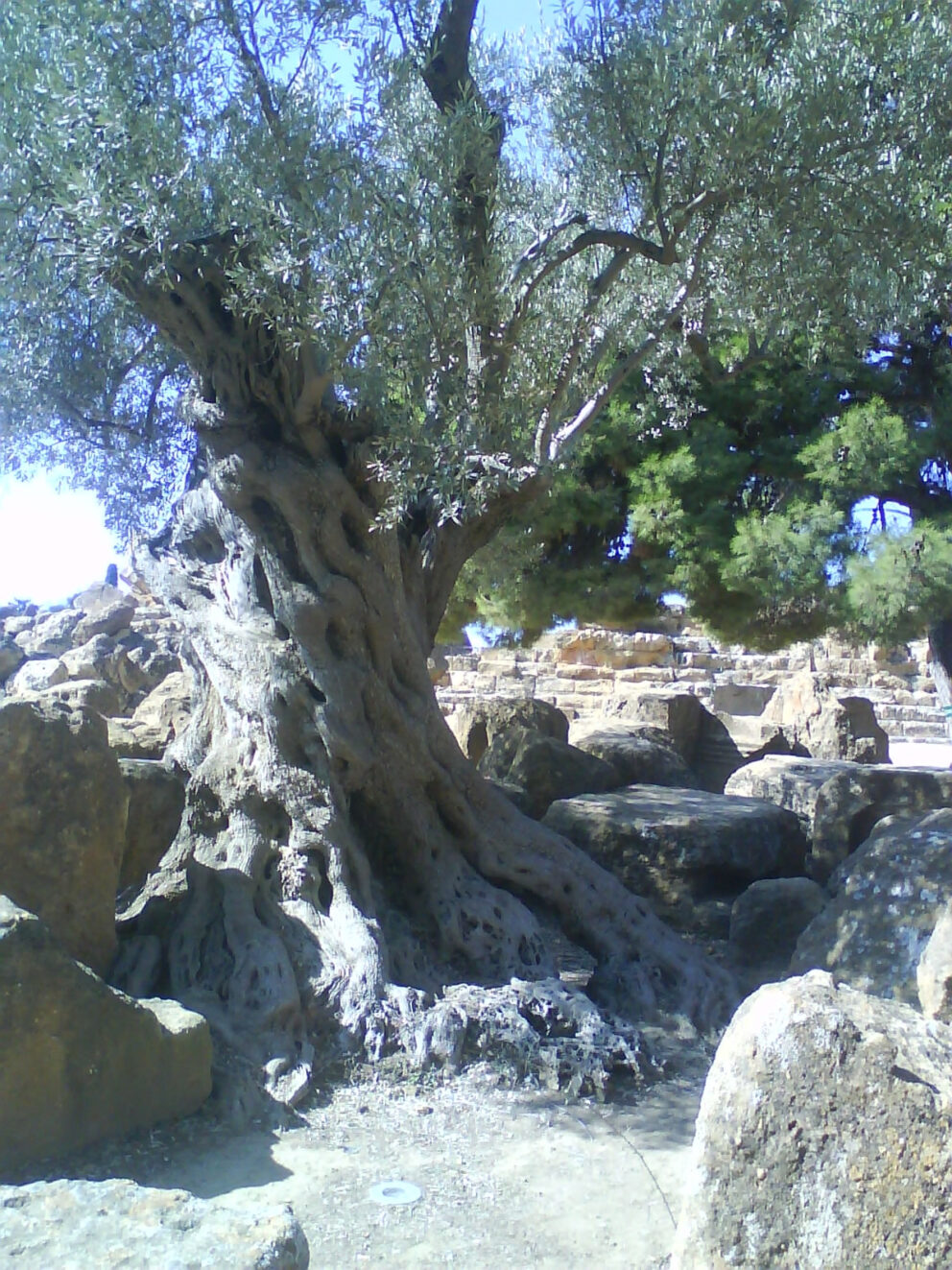 L’olivo e gli antagonisti naturali