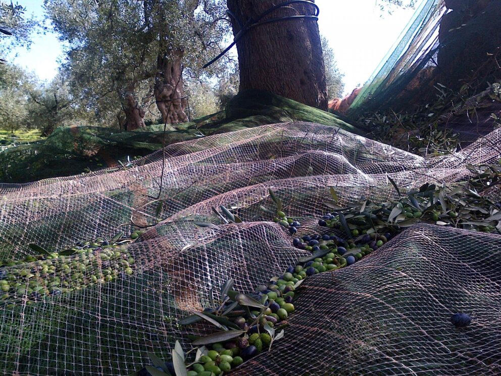 L’olivagione in dieci scatti