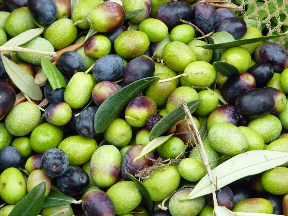 L’assalto dell’Inps nelle olivete